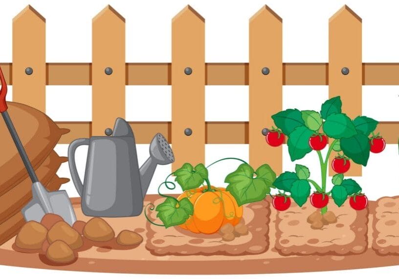 Vegetables growing in the garden on white background Vegetables growing in the garden on white background illustration